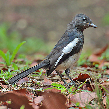 Philippine Magpie-robin