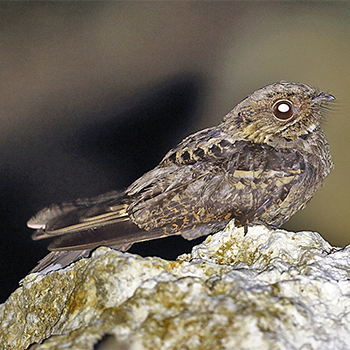 Philippine Nightjar