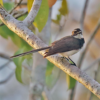 Philippine Pied-fantail