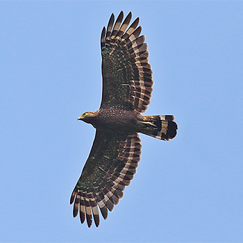 Philippine Serpent-eagle