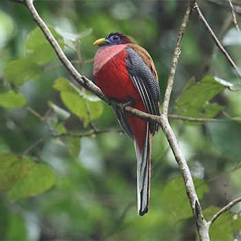 Philippine Trogon