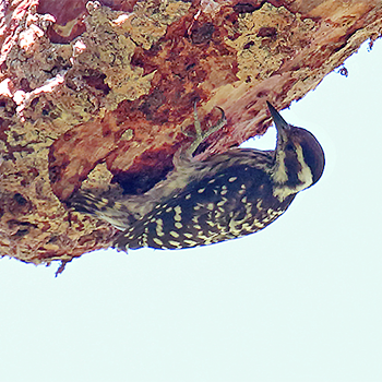 Philippine Woodpecker