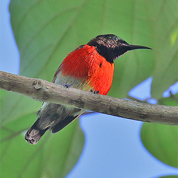 Purple-throated Sunbird