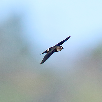Pygmy Swiftlet