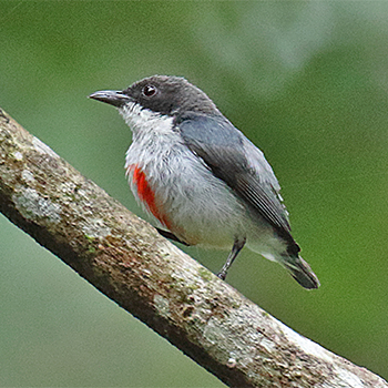 Red-striped Flowerpecker