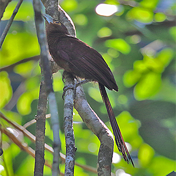Rufous Coucal