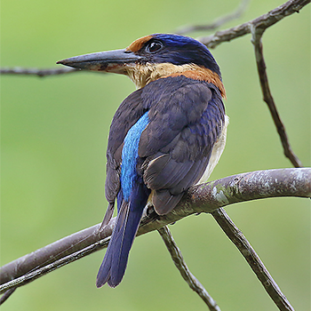Rufous-lored Kingfisher