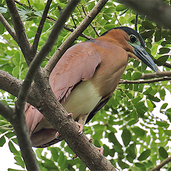 Rufous Night-heron