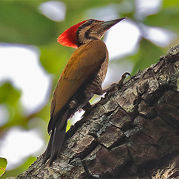 Spot-throated Flameback