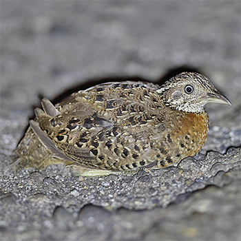 Spotted Buttonquail