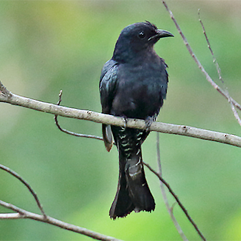 Square-tailed Drongo-cuckoo