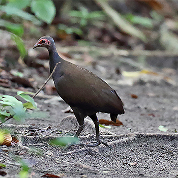 Tabon Scrubfowl