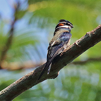 Whiskered Treeswift
