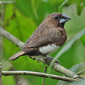 White-bellied Munia