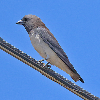 White-breasted Woodswallow