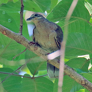 White-eared Dove
