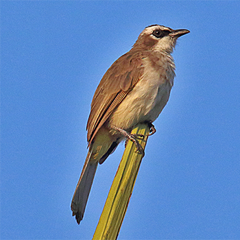 Yellow-vented Bulbul