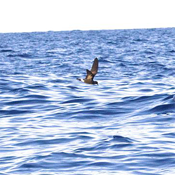 Band-rumped Storm-petrel