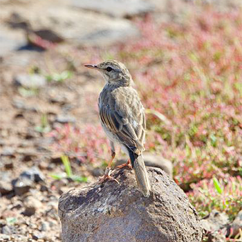 Berthelot's Pipit