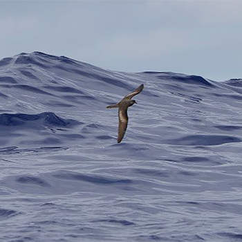 Bulwer's Petrel