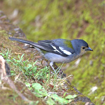 Common Chaffinch (<em>maderensis</em>)