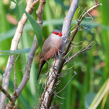 Common Waxbill