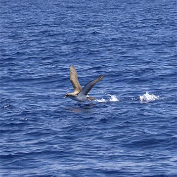 Cory's Shearwater