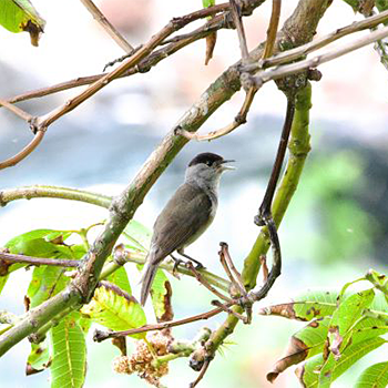 Eurasian Blackcap