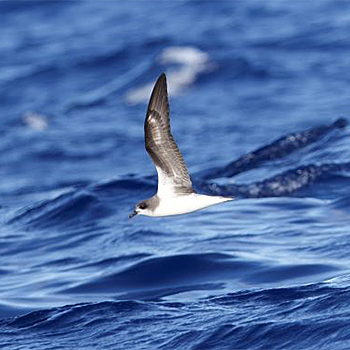 Feas's Petrel