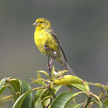 Island Canary