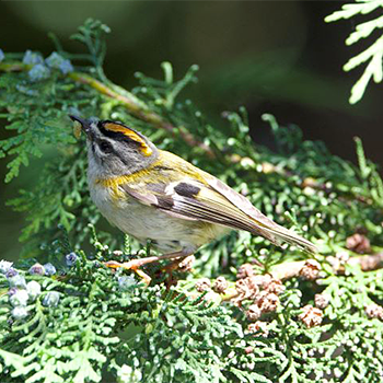 Madiera Firecrest