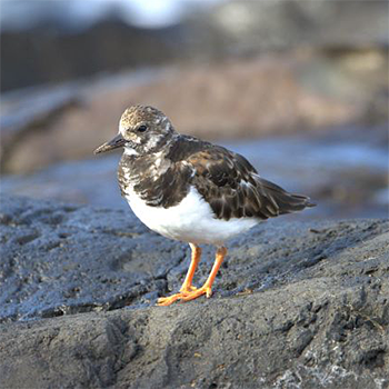 Ruddy Turnstone