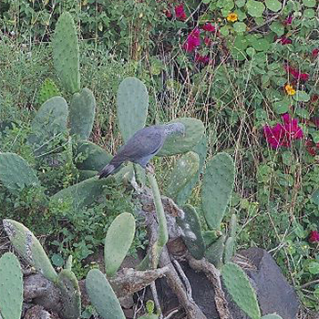 Trocaz Pigeon