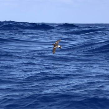 Wilson's Storm-petrel