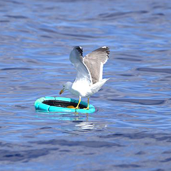 Yellow-legged Gull (<em>atlantis</em>)