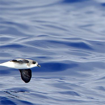 Zino's Petrel