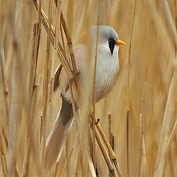 Bearded Reedling