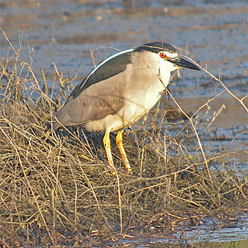 Black-crowned Night-heron
