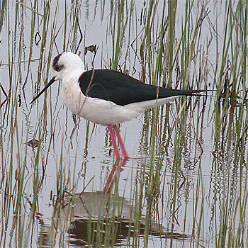 Black-winged Stilt