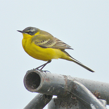 Western Yellow (Blue-headed) Wagtail