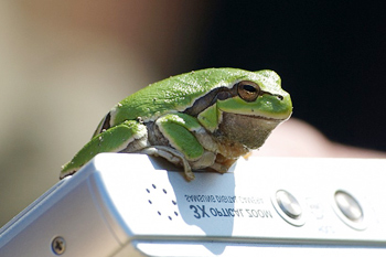 Common Tree Frog
