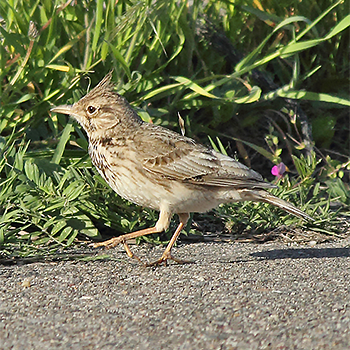 Crested Lark