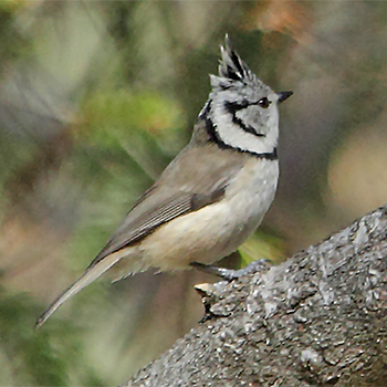 Crested Tit