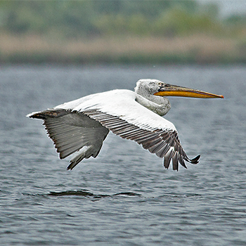 Dalmatian Pelican