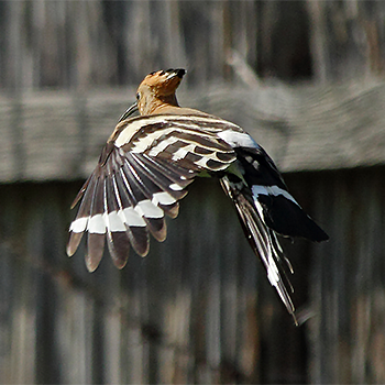 Eurasian Hoopoe