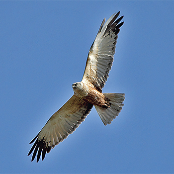 Eurasian Marsh-harrier