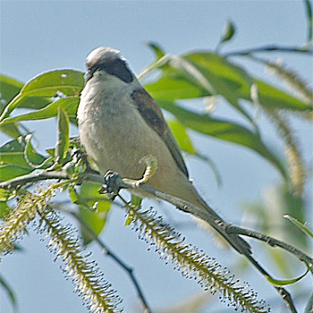 Eurasian Penduline-tit