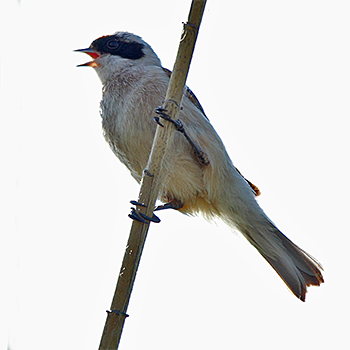 Eurasian Penduline-tit