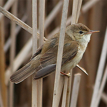 Eurasian Reed Warbler