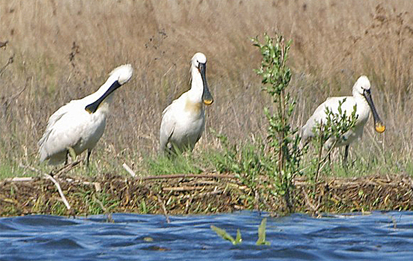 Eurasian Spoonbill